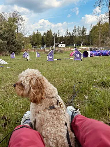 Behawiorystka COAPE Anna Głogowska, Psiara z kotem